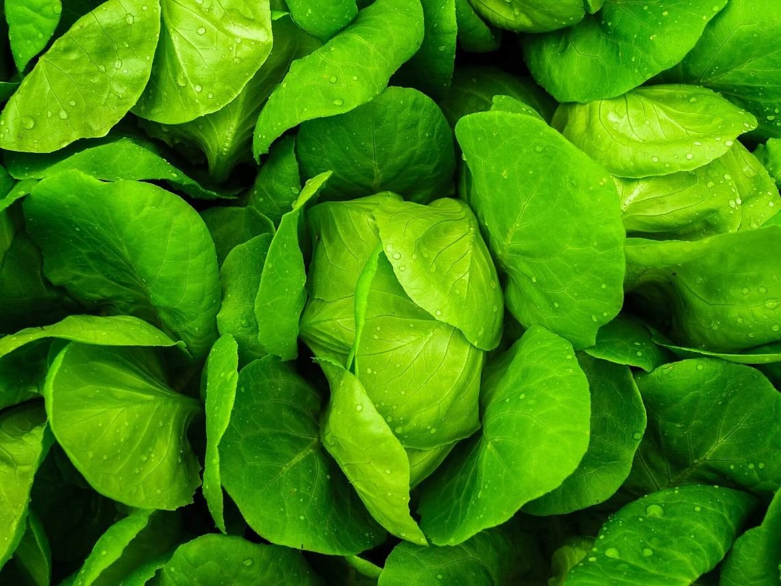 Amruth Organic Fertilizers