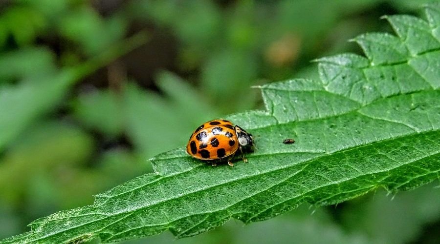 Natural Bio Pesticides for Effective Pest Control