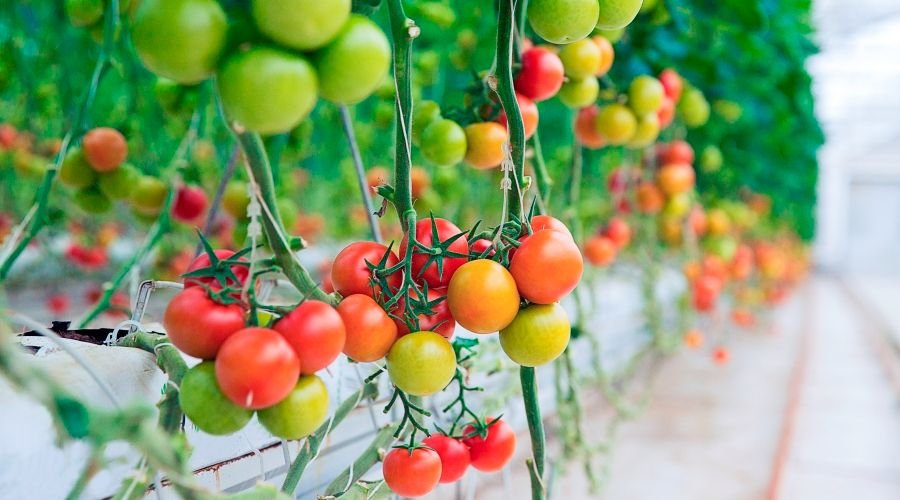 Crop Special Consortia