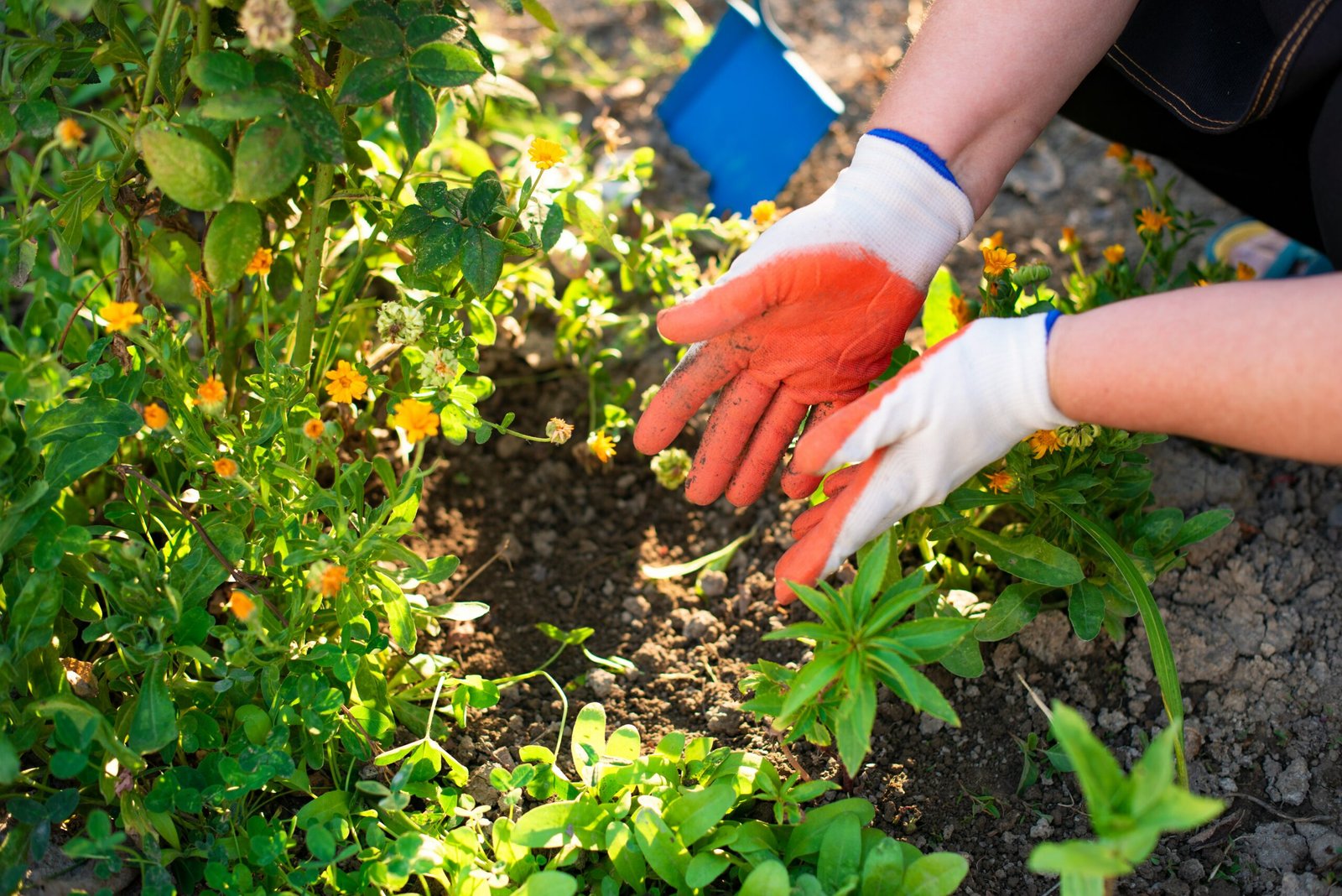 Gardening Fertilizers for Lush and Healthy Plants