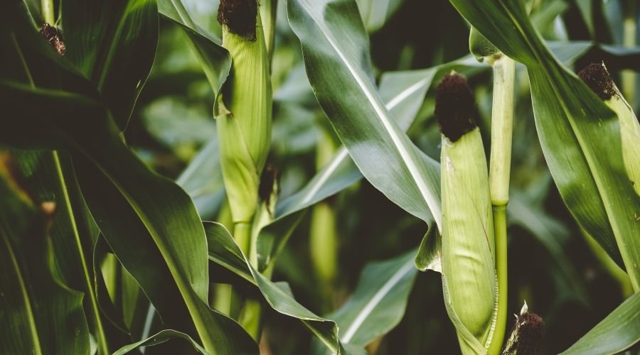 Agricultural Gypsum for Soil Improvement