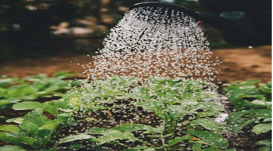 Liquid Micronutrients for Faster Plant Absorption
