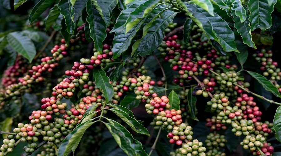 Crop-Specific Micronutrient Mixtures