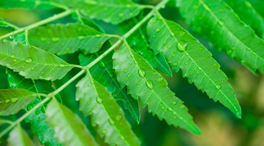 Natural Neem Powder for Organic Agriculture