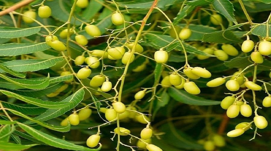 Neem Oil Based Products for Crop Protection