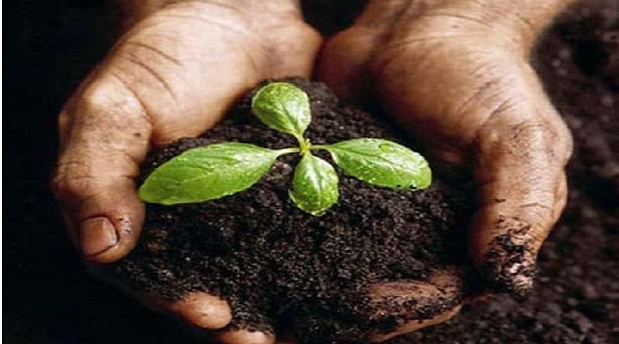 Organic Manure for Soil Fertility Enhancement