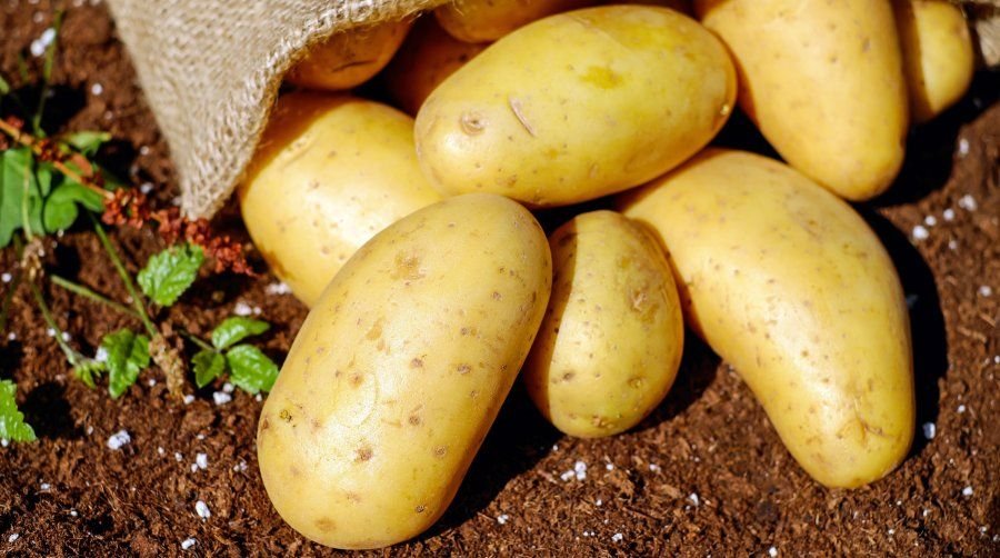 Phosphorus Rich Organic Fertilizers for Root Growth