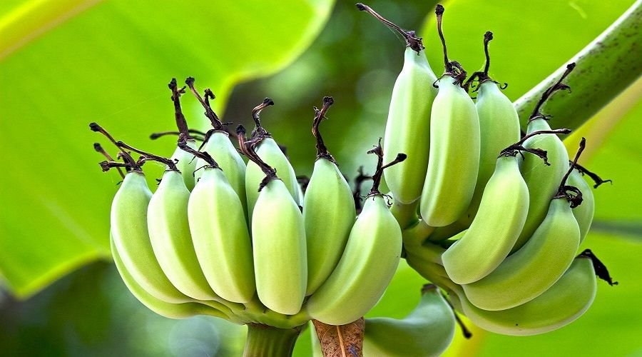 Plant Growth Promoters for Higher Crop Yield