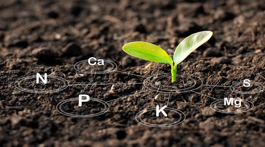 Secondary Nutrient Fertilizers for Balanced Crop Nutrition