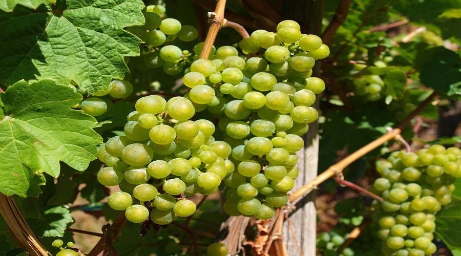 Straight Micronutrient Fertilizers for Deficiency Correction