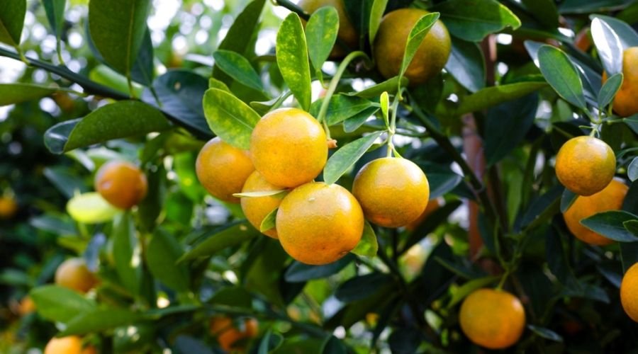 Water Soluble Fertilizers for Maximum Nutrient Uptake