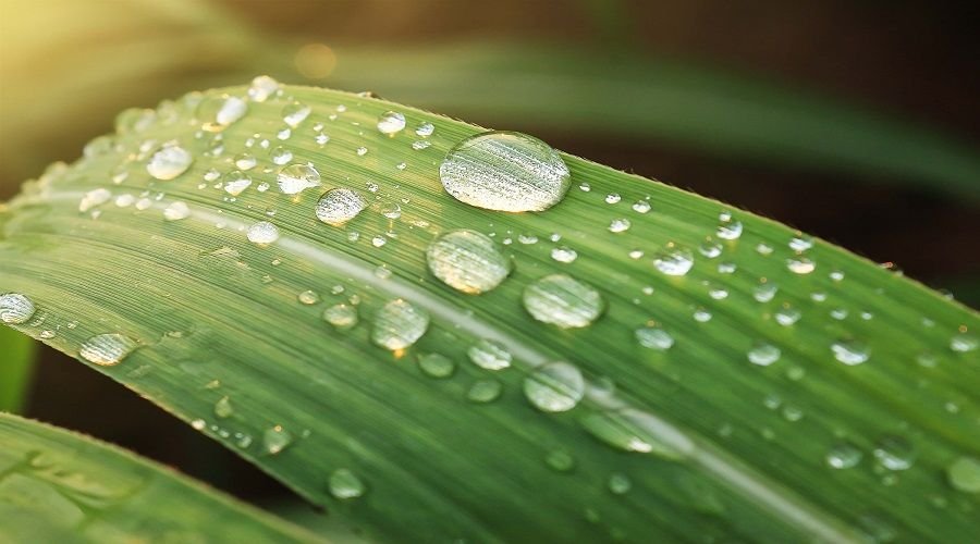 Wetting and Spreading Agents for Better Spray Coverage